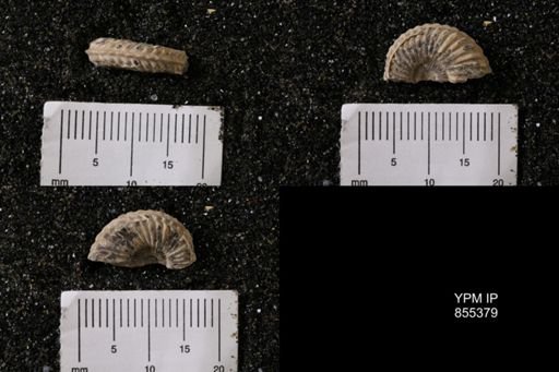 Subprionocyclus?