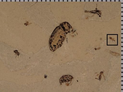 undet. Staphylinidae