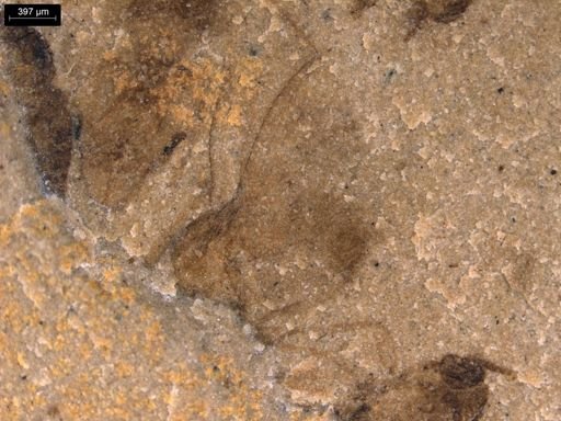 taxon undetermined
