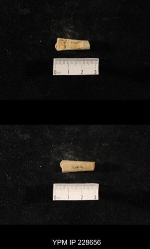 Orthoceras