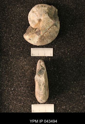 Hoploscaphites nicolletii
