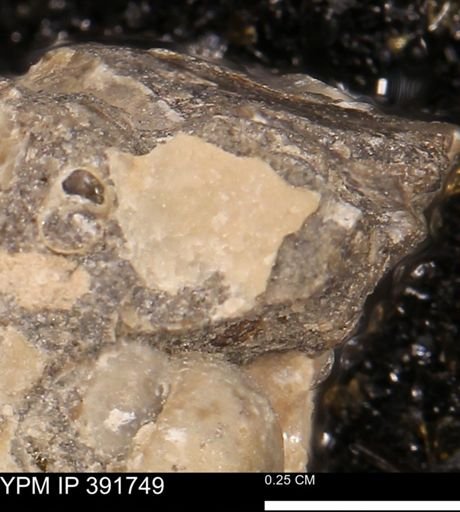 undet. Bivalvia