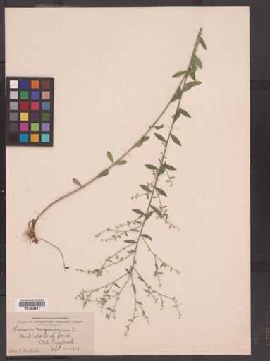 Linum striatum