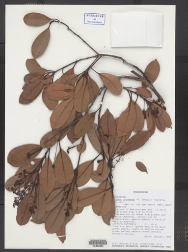 Ocotea racemosa