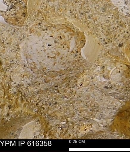 Protocardia subquadrata