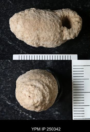 undet. Gastropoda