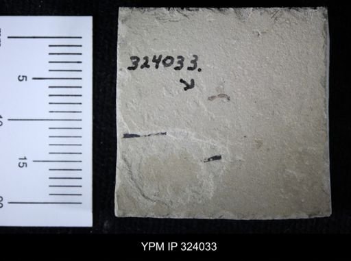 undet. Hymenoptera