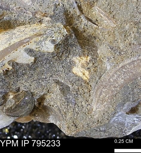 undet. Bivalvia