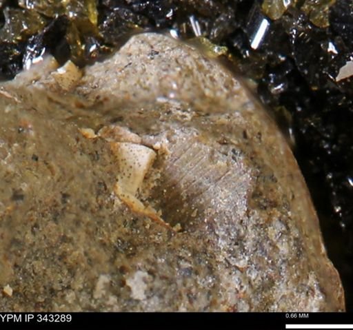 undet. Bivalvia