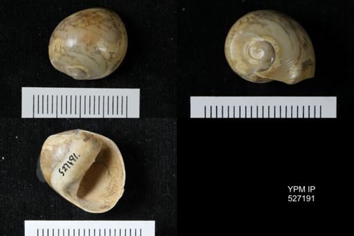 Neritina ortoni
