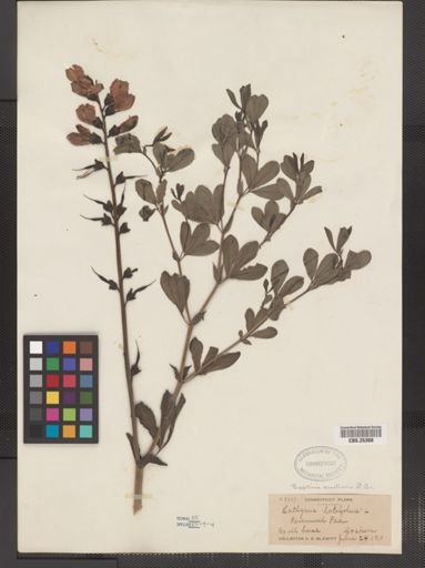 Lathyrus latifolius