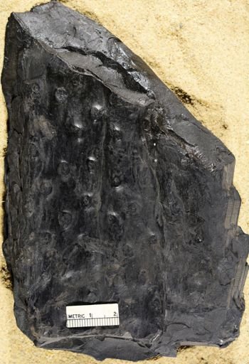 Stigmaria ficoides