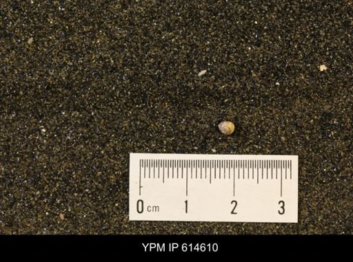 Euspira sp.