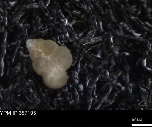 undet. Foraminiferida