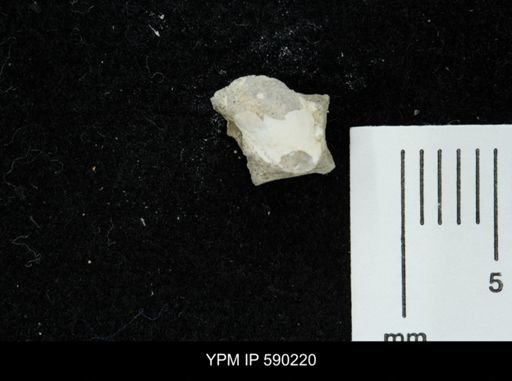 undet. Mollusca