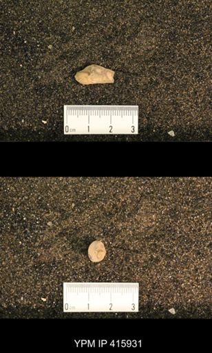 Meekospira choctawensis