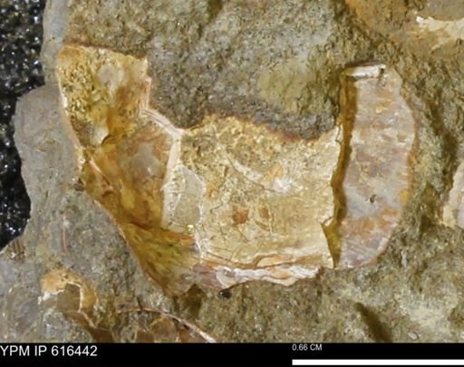 Protocardia subquadrata
