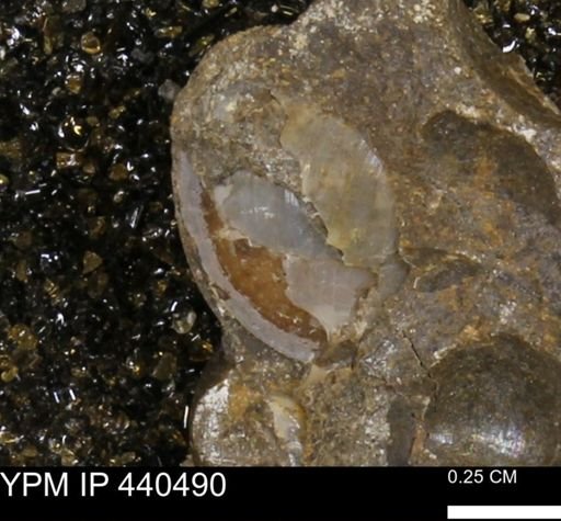 Protocardia subquadrata