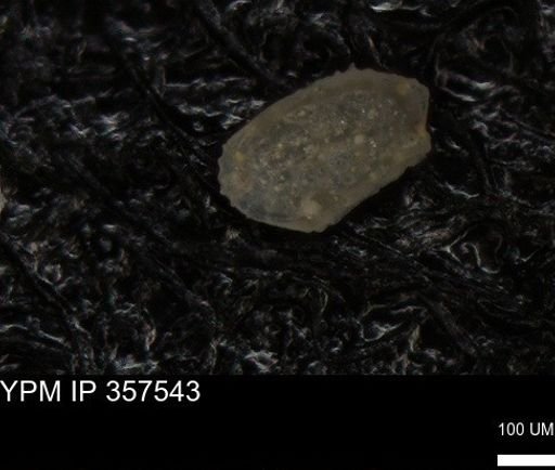undet. Ostracoda