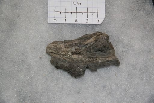 Piloceras hyatti