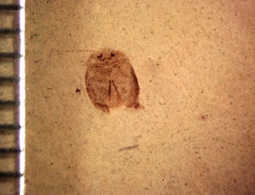 undet. Coleoptera