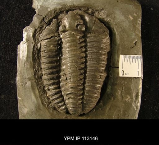 Calymene declinata