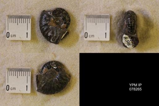 Hoploscaphites comprimus