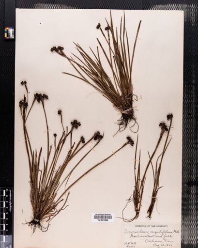 Sisyrinchium angustifolium