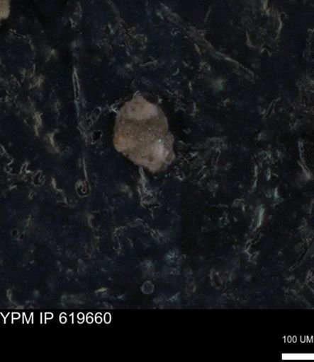 undet. Foraminiferida