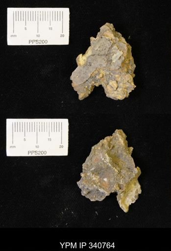 Ostrea sp.