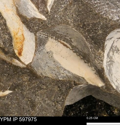 Limopsis striatopunctatus