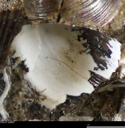 Corbulamella gregaria