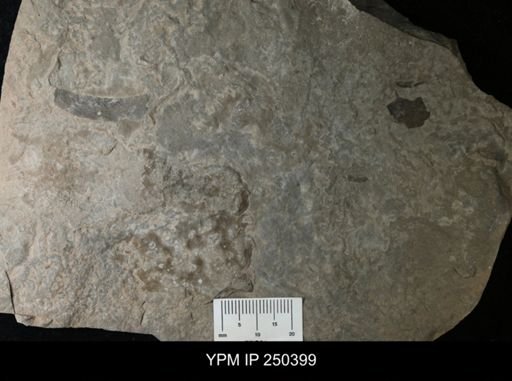 undet. Eurypterida