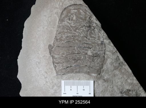 undet. Eurypterida