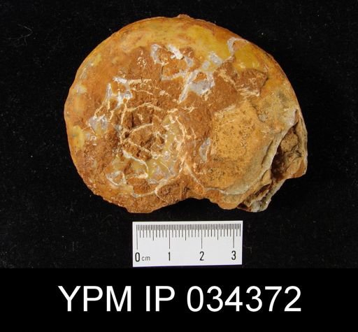 Flemingites aff. pulchri