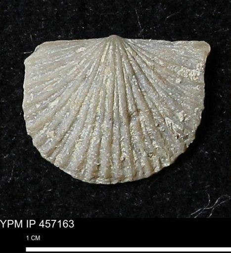 Stropheodonta sp.