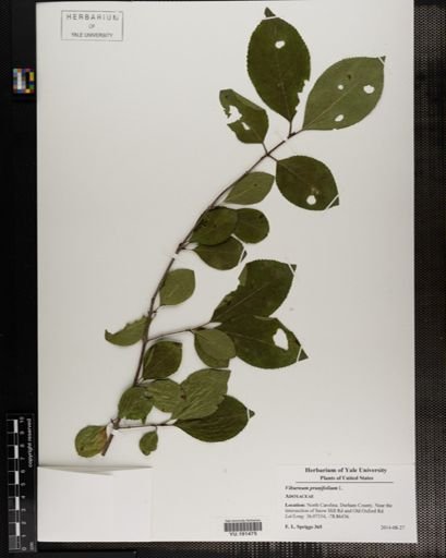 Plantae