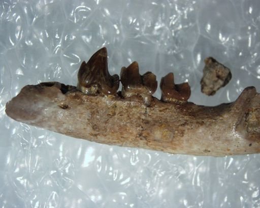 Adapisoricidae sp.