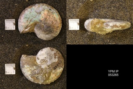 Discoscaphites conradi