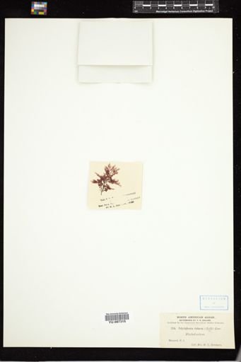 Polysiphonia violacea