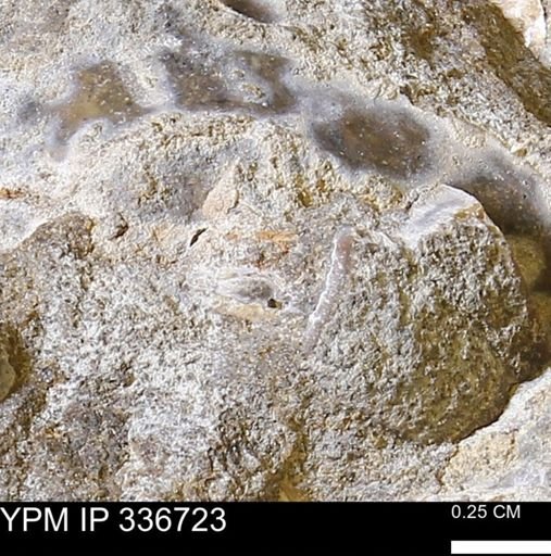 undet. Mollusca