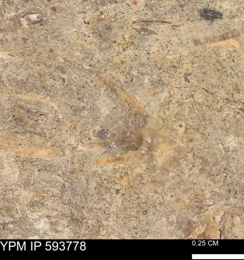 Baculites sp.