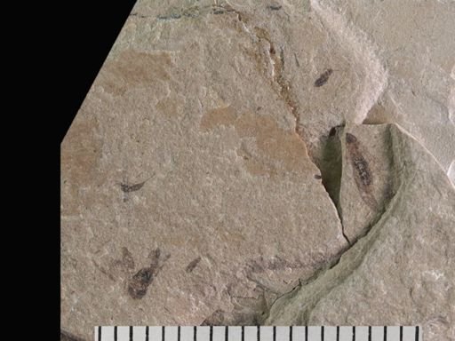 Auchenorrhyncha
