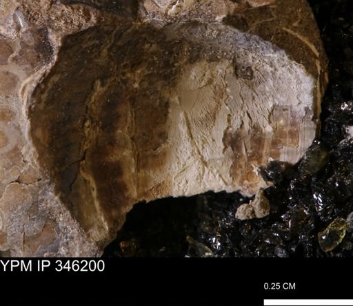 undet. Mollusca