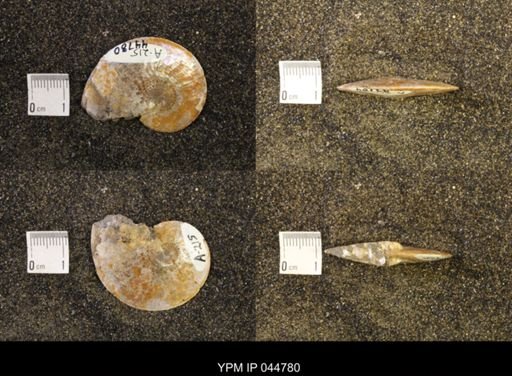Sphenodiscus lenticularis