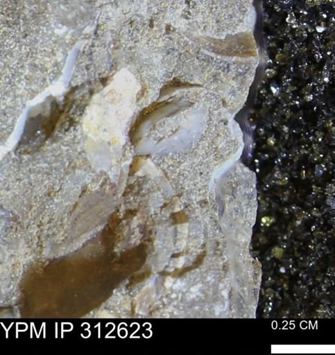 undet. Bivalvia