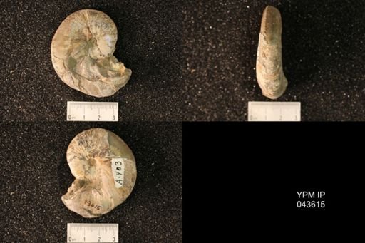 Hoploscaphites nicolletii
