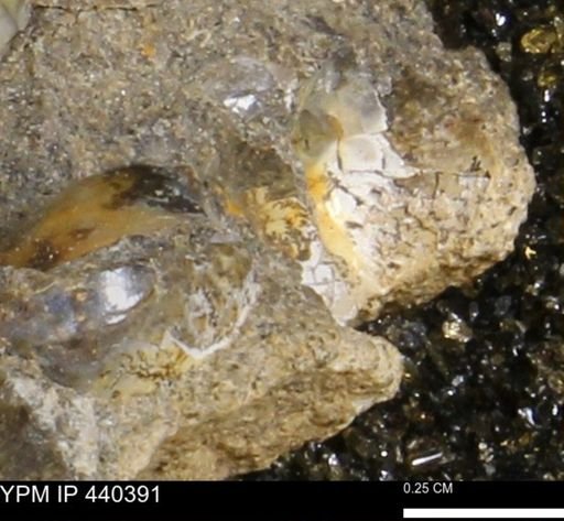 Protocardia subquadrata