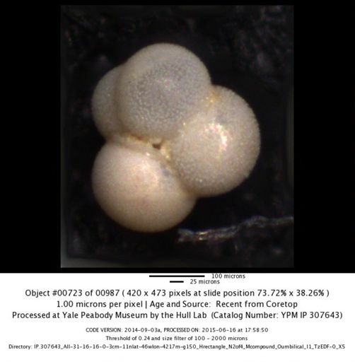 Globigerinita glutinata