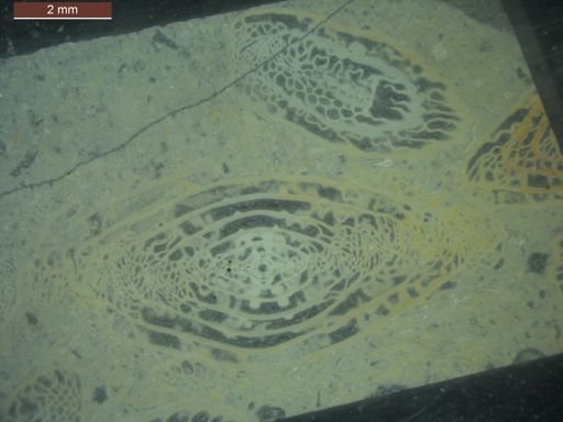 Triticites subventricosus